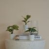 گلدان به همراه گل مصنوعی 3 تایی ایکیا مدل Ikea FEJKA 305.596.47 - Image 3